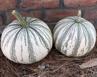 Silver Edged Pumpkin Seeds Gourd Non GMO Heirloom Vegetable for planting Fancy Decor (RARE)