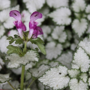 Puede incluir: Primer plano de una flor morada con bordes blancos en los p&eacute;talos. La flor crece de un tallo verde con hojas. El fondo es un lecho de hojas blancas y verdes.