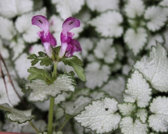 Spotted Dead Nettle ‘Beacon Silver’ |  Lamium Maculatum | Plant | Perennial | Live Plant | Outdoor Plant | Shade Plants | Ground Cover