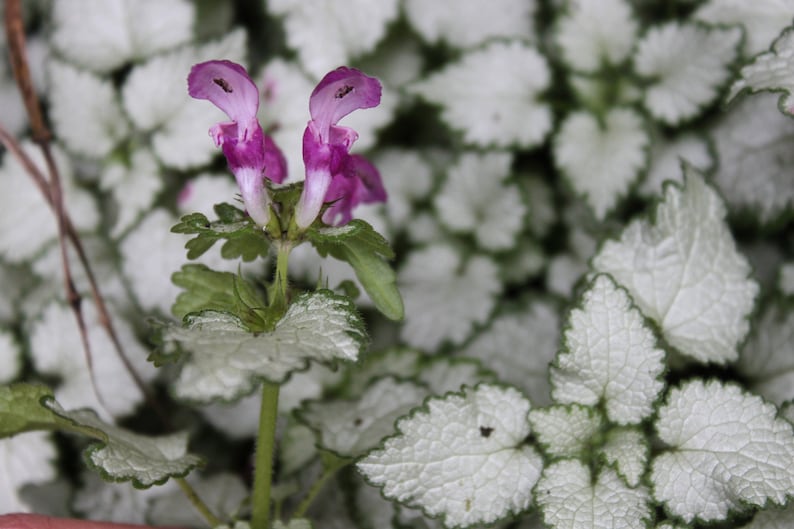 Puede incluir: Primer plano de una flor morada con bordes blancos en los p&eacute;talos. La flor crece de un tallo verde con hojas. El fondo es un lecho de hojas blancas y verdes.