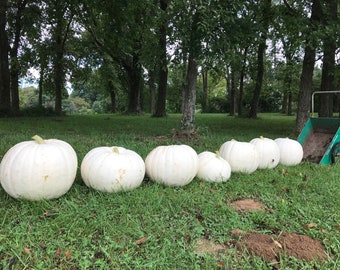 10 POLAR BEAR Pumpkin Seeds Gourd Non GMO Heirloom Vegetable Seeds for planting Fancy Decor Rare