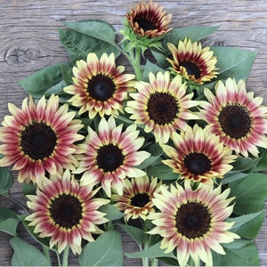 Ruby Eclipse Sunflower Seeds Bulk Sun Flower Seeds