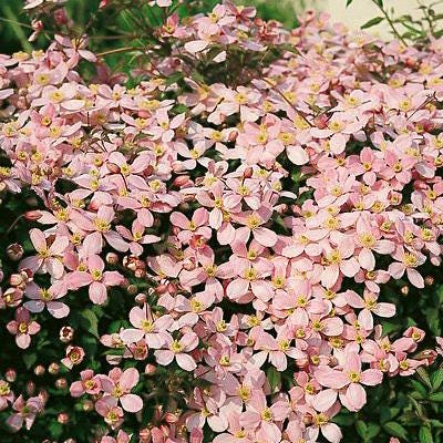 FALLSUPER SALE - Clematis Montana Pink & White w/ Yellow Eyes Vine Live Plants Flowers House Plant Perennial