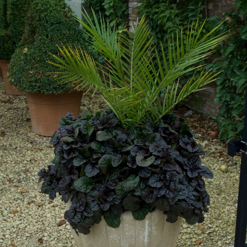 Black Scallops Ajuga Live Plant Dark Color Blue Flowers Ground Cover Perennial zone 3-9 USA Seller image 1