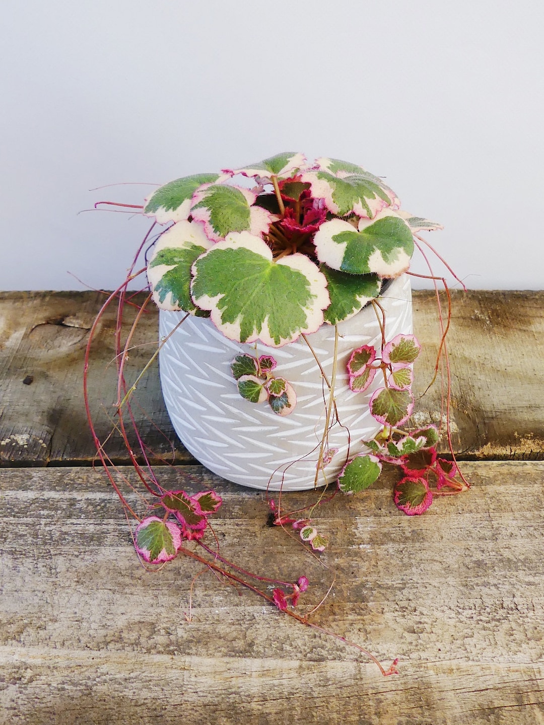 SPRING SALE - Variegated Strawberry Begonia Houseplants Saxifraga