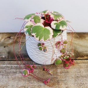 Variegated Strawberry Begonia Houseplants Saxifraga Stolonifera Live Plant in Pot indoor small starter 2.5&quot; x 4&quot; inch Pot Rare Plants Color