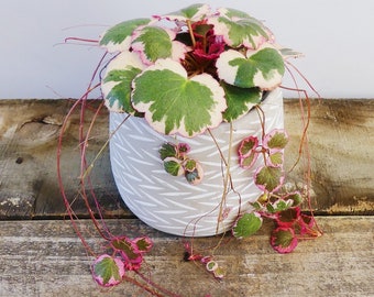 SPRING SALE - Variegated Strawberry Begonia Houseplants Saxifraga Stolonifera Live Plant in Pot indoor small starter 2.5" x 4" inch