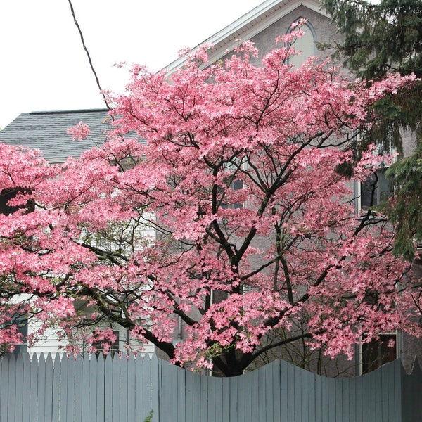 Pink Dogwood Tree Cuttings Live Plant Cutting No Roots Fast Growing Plants Pink Flowers Fall Color