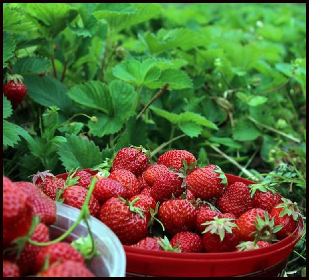 Eversweet Everbearing Strawberries Live ORGANIC STRAWBERRY Plants