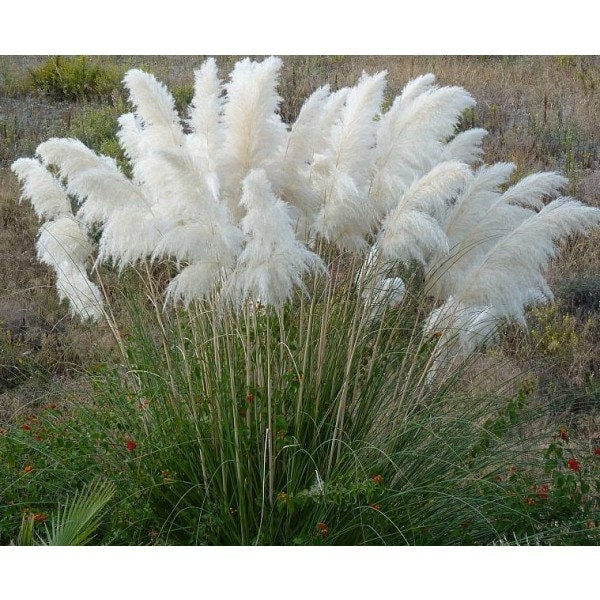 Three (3) WHITE Pampas Grass Perennial Ornamental 3 Live Plants