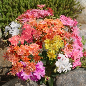 May include: A close-up of a cluster of vibrant flowers in various shades of pink, orange, yellow, and white. The flowers have a delicate, star-shaped appearance and are arranged in a circular pattern.