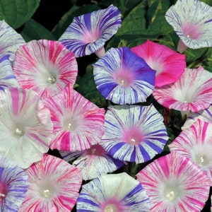 Carnival of Venice Morning Glory Vine Live Plants Blue Pink Purple Flowers House Plant image 1