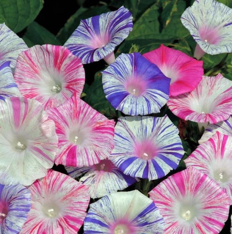 Carnival of Venice Morning Glory Vine Live Plants Blue Pink Purple Flowers House Plant image 1