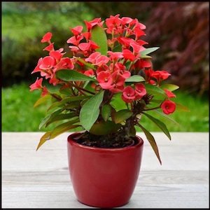 May include: A potted plant with vibrant red flowers and green leaves. The plant is in a glossy red ceramic pot, set against a blurred green background. The flowers are clustered, and the leaves are a deep green.