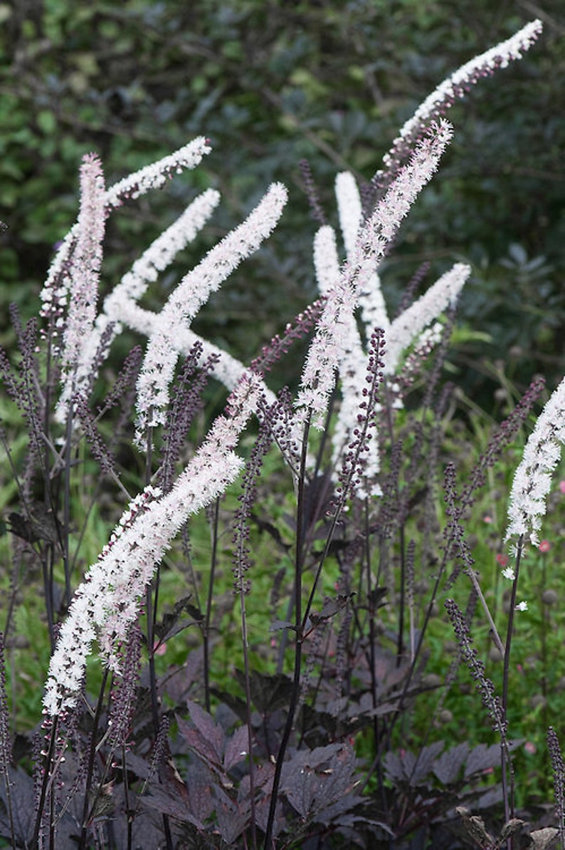 Actaea simplex Black Negligee Purple-leaf Bugbane Cohosh White Flowers Spikes Perennials Live Plants image 4