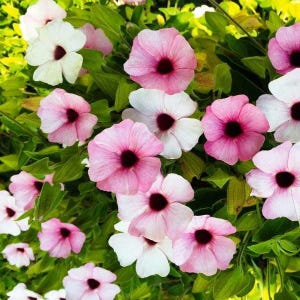 SUPER SALE PINK Beauty (Pink & White) Black Eyed Susan Vine Live Plants Flowers House Plant Perennial