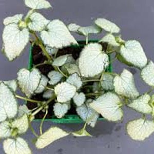 Puede incluir: Una planta en maceta con hojas plateadas y verdes. La planta est&aacute; en una maceta cuadrada verde.