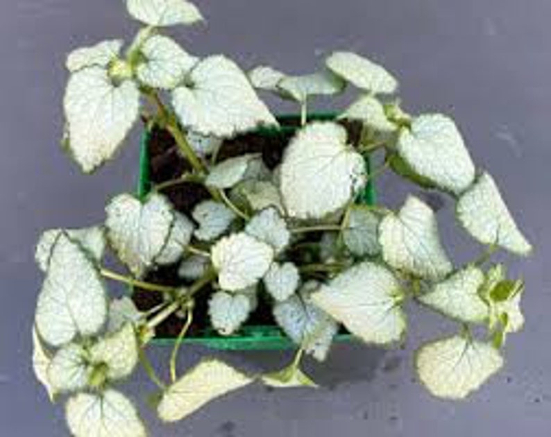 Puede incluir: Una planta en maceta con hojas plateadas y verdes. La planta est&aacute; en una maceta cuadrada verde.