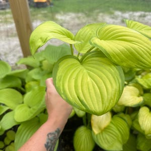 FALL PLANTING SALE - 5 Pack Hosta Stained Glass Full Sun Live Plant Perennial