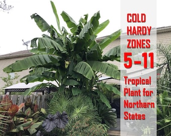 Cold Hardy Banana Tree Muso Basjoo Live Plant Seedling ships 2024 Fast Growing Trees Beauty ***Limited Supply*** 100 left