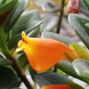 May include: Close-up of a vibrant orange flower with yellow accents and red markings, set against a backdrop of green leaves. The flower's unique shape and color contrast with the surrounding foliage. A botanical image.