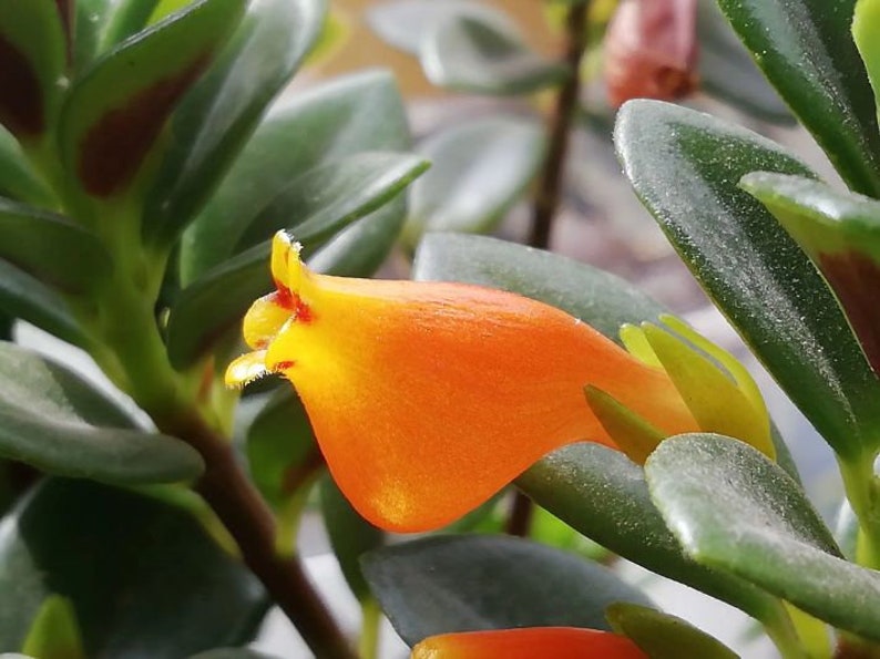 May include: Close-up of a vibrant orange flower with yellow accents and red markings, set against a backdrop of green leaves. The flower's unique shape and color contrast with the surrounding foliage. A botanical image.