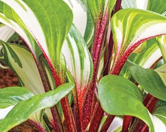 RASPBERRY SUNDAE Hosta Live Plant Perennial starter root bulb rhizome Red stems Rare plants FRAGRANT Flowers