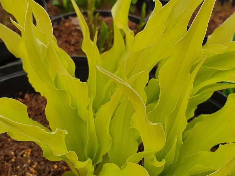 Hosta Wiggles and Squiggles