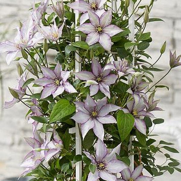 OFERTA DE PRIMAVERA Clemátide Samaritan Jo Rosa claro Púrpura y blanco Flor Vid Plantas vivas Flores Planta de interior Perenne