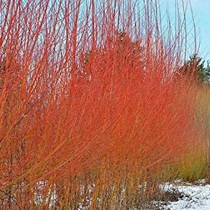 May include: A row of red twig dogwood branches with bare branches against a snowy background.