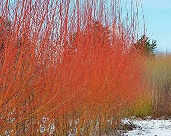 Flame Willow Tree Cutting Live Plant Cuttings No Roots USA Seller RARE Fast Growing Plants Orange Red Stems Gold Fall Leaf