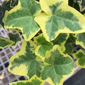 Gold English Ivy Colorful Fall Foliage Fast Growing Plants Perennial 1 year old  potted plant LIVE Rooted