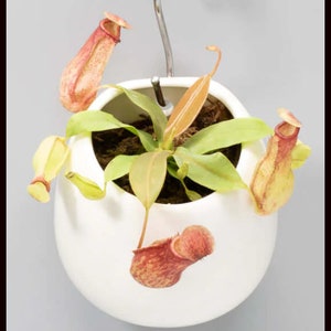 Pitcher Plant Lemon Alata Nepenthes Carnivorous Houseplants Live Plant in Pot Indoor House Plants