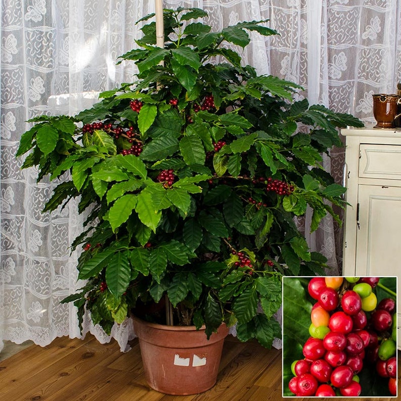 Arabica Coffee Plant Houseplants Live Plant in Pot indoor small starter USA Seller RARE Fast Growing Plants for Home Decor image 2
