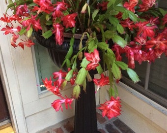 Cuttings Red Christmas Cactus Live Plant ppp Houseplants Live indoor Fast Growing Plants RARE