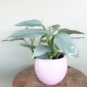 Silver Sword Philodendron Houseplants Live Plant in Pot indoor 4" inch Pot Rare Fast Growing Plants Home Decor Gift