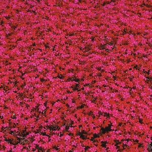 Scarlet Flame Red Creeping Phlox Flowers Periwinkle Ground Cover Live Plant