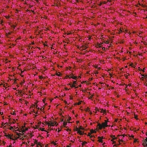 Scarlet Flame Red Creeping Phlox