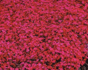 Fleurs phlox rampantes rouge flamme pervenche Plante vivante couvre-sol