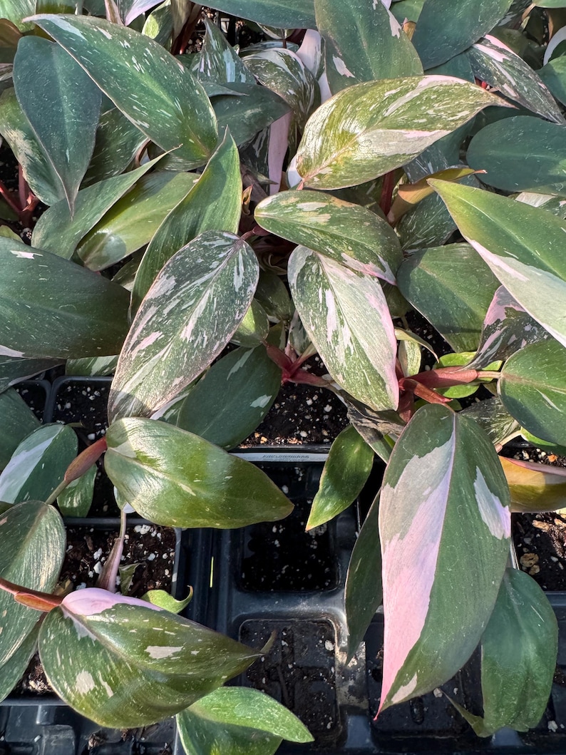 SPRING SALE - Ppp Pink Princess Philodendron Pink Plant Plants Live ...