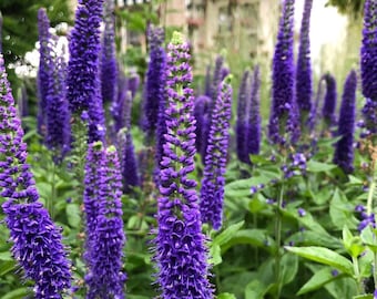 Veronica spicata 'Sunny Border Blue'  Flowers Perennial Live Plant Summer Spring Flower FULL Sun Coneflower