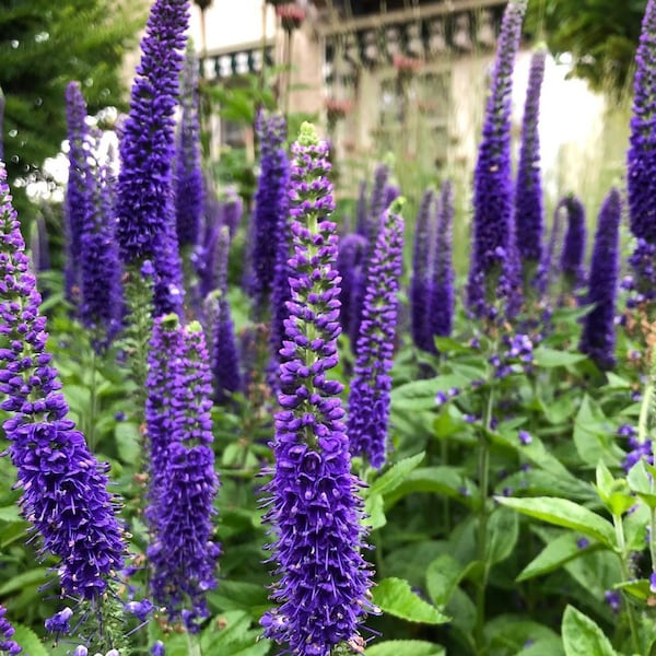 Veronica spicata 'Sunny Border Blue'  Flowers Perennial Live Plant Summer Spring Flower FULL Sun Coneflower