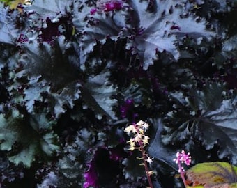 Black Taffeta Heuchera with Pink Flowers Perennial Live Plant Summer Spring Flower FULL Sun