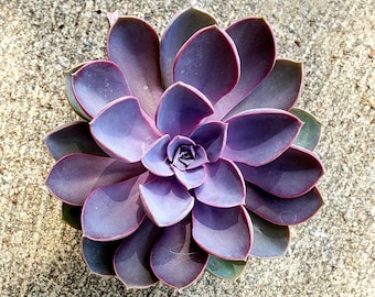 SUPER SALE Echeveria &#39;Purple Pearl&#39; Succulent House Plants Live Rainbow Succulents