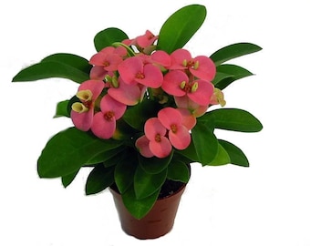 SUPER SALE Pink Crown of Thorns Christ Plant Flowers Succulent House Plants Live Succulents