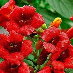Red Trumpet Vine Flower grow 6-8 Feet Tall Live Plant Perennial zone 4-9 USA Seller image 2