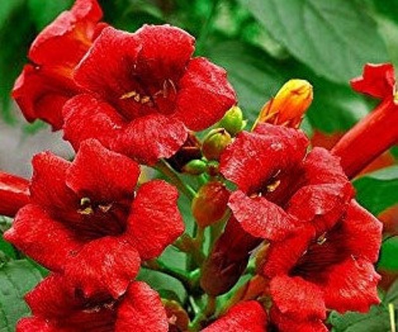 Red Trumpet Vine Flower grow 6-8 Feet Tall Live Plant Perennial zone 4-9 USA Seller image 2