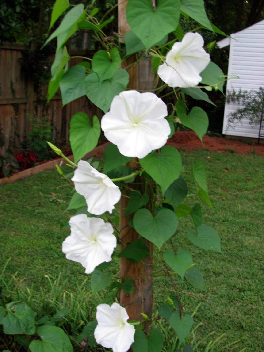 Flowers Moonflower White Angel Live Plant Pot Morning Glory - Etsy