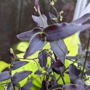 SUPER RARE - 3 Cuttings Jose Puig Rare Tradescantia Plant Houseplants Live indoor Fast Growing Plants Wandering Jew Cuttings