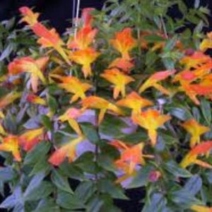 May include: A hanging basket overflowing with vibrant orange and yellow flowers. The flowers have a trumpet-like shape and are surrounded by lush green foliage. The plant is set against a dark background.